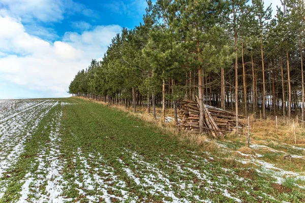 Borde Bosque Pinos Junto Campo Primavera República Checa Paisaje Rural —  Fotos de Stock