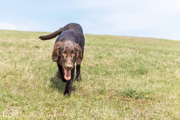 Recuperador Recubierto Plano Marrón Campo Verde Cachorro Típico Brown Flat — Foto de Stock