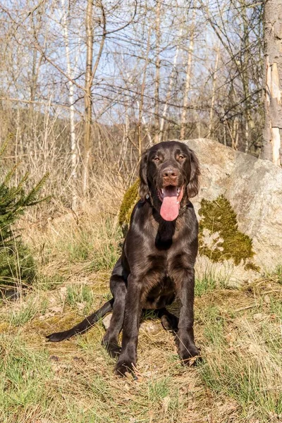 Jakthundar Skogen Brun Platt Belagd Retriever Valp Jaktsäsong Solig Dag — Stockfoto