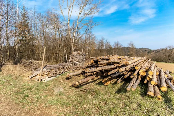 Troncos Árboles Bosque Después Tala Cayeron Árboles Borde Del Bosque — Foto de Stock