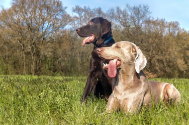 Bahar günü dinlenen köpekler. Kahverengi düz kaplamalı av köpeği ve çayırda Weimarane. Av mevsimi.