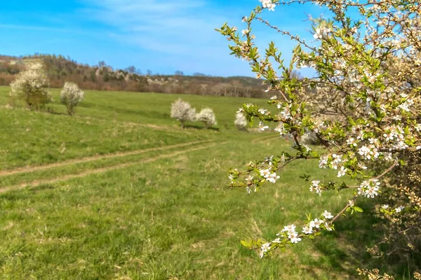 Paysage Rural Printanier République Tchèque Arbres Fleurs Blanches Fond Flou — Photo