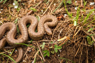Pürüzsüz Yılan - Colubridae familyasından zehirli olmayan kahverengi yılan türü Coronella austriaca. Bu tür Avrupa 'da bulunur.. 