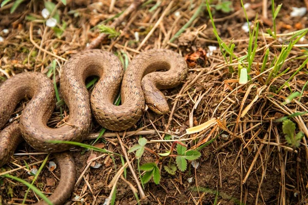 Pürüzsüz Yılan - Colubridae familyasından zehirli olmayan kahverengi yılan türü Coronella austriaca. Bu tür Avrupa 'da bulunur.. 