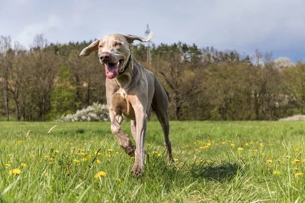 Чистий Собака Ваймараннера Відкритому Повітрі Природі Трав Яному Лузі Весняний — стокове фото