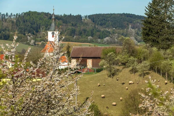 Чешская Сельская Церковь Воскресным Весенним Утром Готическая Церковь Святого Мартина — стоковое фото