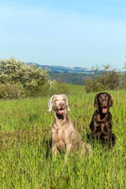 Köpeklerle av için bahar sabahı. Kahverengi düz kaplamalı av köpeği ve çayırda Weimarane. Av mevsimi.