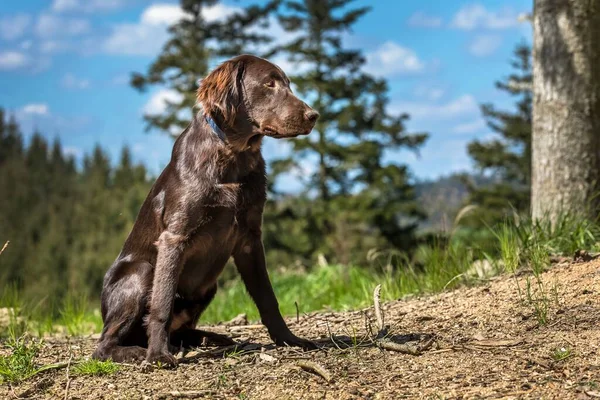 Caçar Cães Floresta Cachorrinho Retriever Revestido Plano Marrom Temporada Caça — Fotografia de Stock