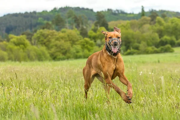 Dog on a spring meadow. At the dog wearing a muzzle. Running Rhodesian Ridgeback with muzzle and an electric collar.