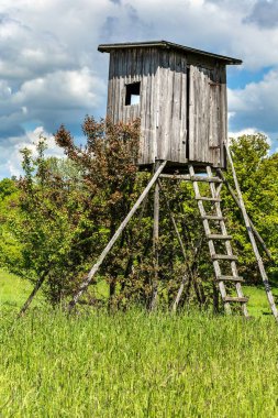 Av sezonu. Domuzlar bir yaz sabahı av kulesinde gözetleme kulesi. Çek Cumhuriyeti 'nde av için gözcü kulesi. 