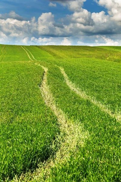 Campo Grano Con Tracce Trattore Nella Coltura Crescita Trattore Corre — Foto Stock