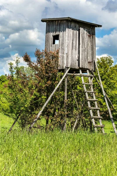 Av sezonu. Domuzlar bir yaz sabahı av kulesinde gözetleme kulesi. Çek Cumhuriyeti 'nde av için gözcü kulesi. 