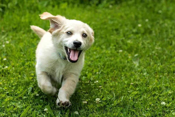 Κουτάβι Ενός Μικρού Λευκού Σκύλου Τρέχει Γλώσσα Του Έξω Χαρούμενο — Φωτογραφία Αρχείου