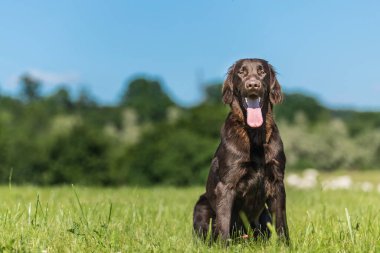 Puppy brown flat coated retriever on a green meadow. Hunting dog. Summer morning on a pasture with a dog.