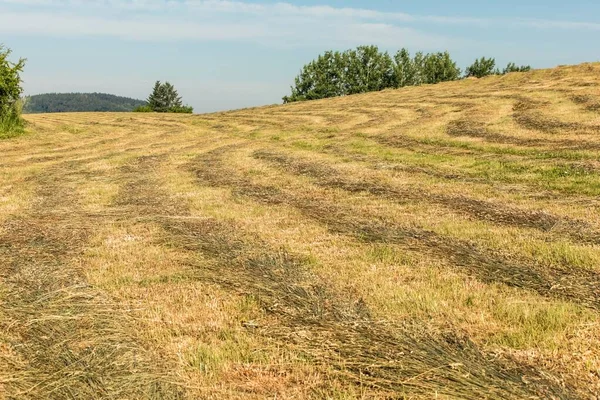 Prato Appena Falciato Temperature Calde Mattina Estiva Fattoria Haymaking Mangimi — Foto Stock