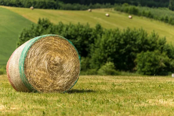 Balle Fieno Sul Prato Dopo Raccolto Estivo Paesaggio Agricolo Nella — Foto Stock
