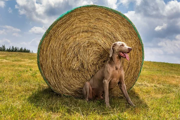 Weimaraner Sits Bale Straw Hot Summer Day Pasture Czech Republic — Stock Photo, Image