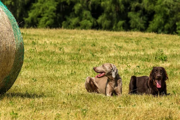 Brown Flat Revestido Retriever Cachorro Weimarane Prado Verão Paisagem Agrícola — Fotografia de Stock