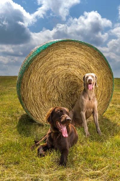 Brown Flat Revestido Retriever Cachorro Weimarane Prado Verão Paisagem Agrícola — Fotografia de Stock