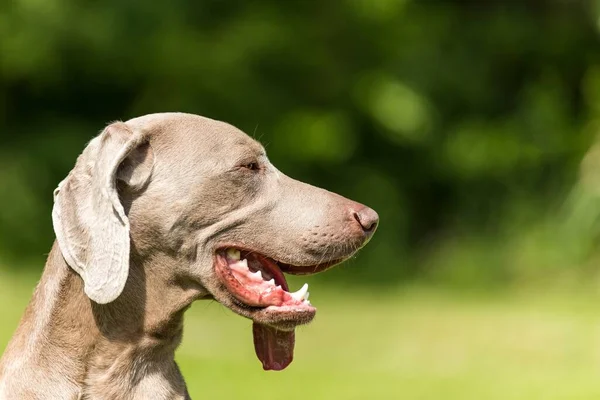 Weimaraner Fej Homályos Háttér Vadászkutya Réten Kutya Szeme — Stock Fotó