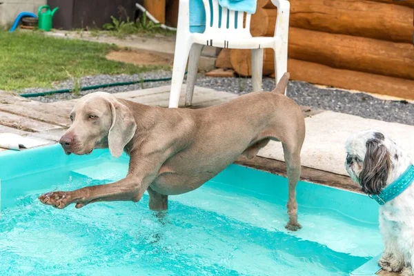 Weimaraner Dog Breed Home Pool Hunting Dog Garden Hot Summer — Stock Photo, Image