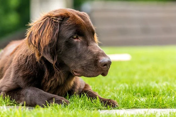 Çayırdaki Tipik Düz Kaplama Avcı Bir Köpeğin Kafasının Ayrıntıları Köpek — Stok fotoğraf