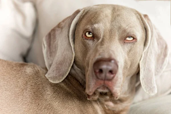 Weimaraner Repose Sur Une Couverture Yeux Chien Fatigués Détail Tête — Photo