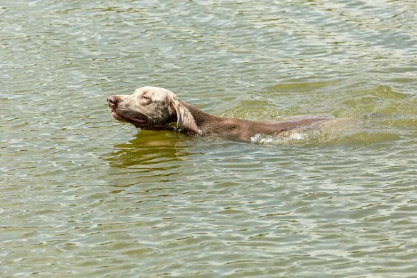 Głowa Psa Wodzie Weimarski Pies Jeziorze Letni Dzień Polowania Sezon — Zdjęcie stockowe