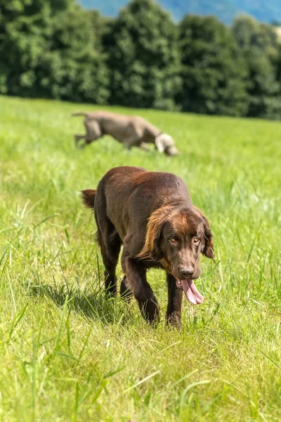 Side Shot Van Een Bruine Flat Coated Retriever Hond Rennend — Stockfoto