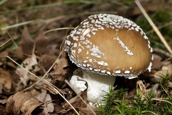 Champiñones - gorra pantera - Amanita pantherina — Foto de Stock