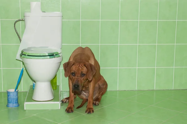 Rhodesian ridgeback sitting in the bathroom with toilet, dog wants to toilet — Stock Photo, Image