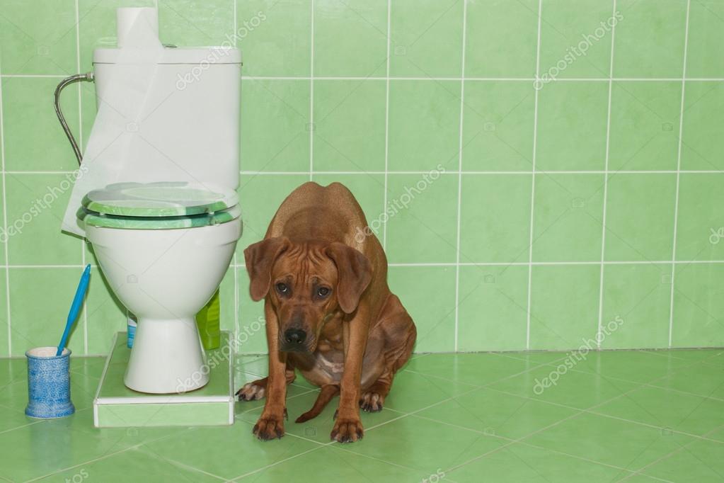 собачий наполнитель для туалета. туалет для собак. собаки для квартиры. собака на унитазе. смешные джек рассел терьеры.