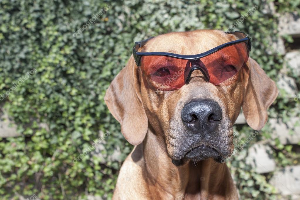 Rodesia ridgeback con gafas de sol, detalle, foto divertida — Foto - Main Image