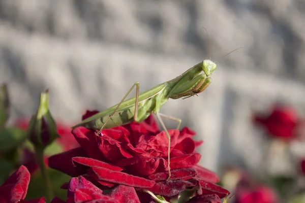 Mantis religiosa verde en flor — Foto de Stock