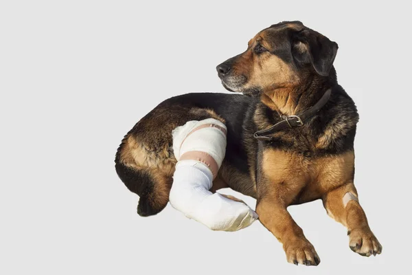 Wounded dog, a broken leg, dog eyes, isolated on white — Stock Photo, Image