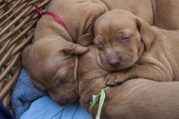 Cansado de dormir filhote de cachorro, húngaro Pointer, Vizsla, detalhe — Fotografia de Stock