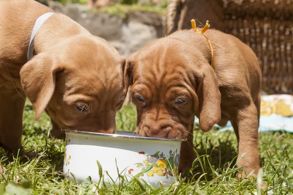 The Hungarian hound puppies, lunch, meal in the garden, the Hungarian hound puppies, lunch, meal in the garden, Viszla — Stock Photo, Image