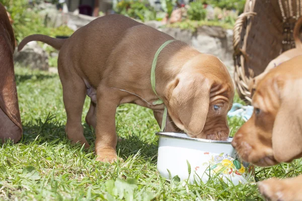 The Hungarian hound puppies, lunch, meal in the garden, the Hungarian hound puppies, lunch, meal in the garden, Viszla — Stock Photo, Image