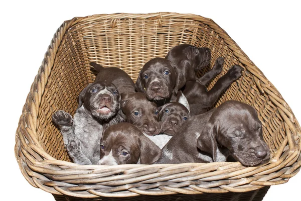 German shorthaired pointer puppy, three weeks old, in a wicker basket, isolated on white — Stock Photo, Image