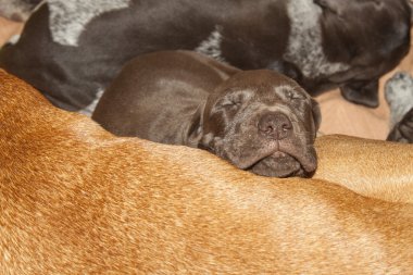 Memnun uyku, Alman shorthaired ibre köpek yavrusu, bir ay önce