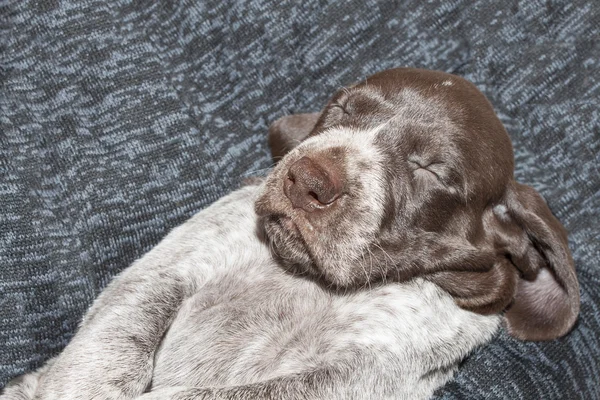 Memnun uyku, Alman shorthaired ibre köpek yavrusu, bir ay önce — Stok fotoğraf