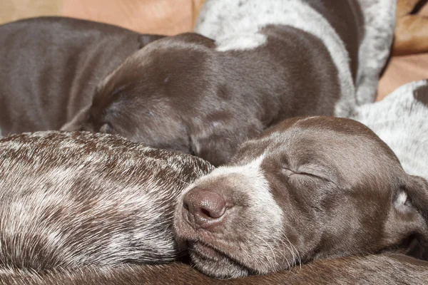 Elégedett alvás, Rövidszőrű német Vizsla kiskutya, egy hónapos — Stock Fotó