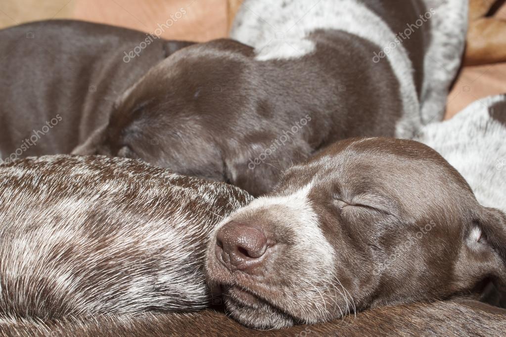 Contented sleep, German shorthaired pointer puppy, one month old Stock Photo by ©marsan 56429565
