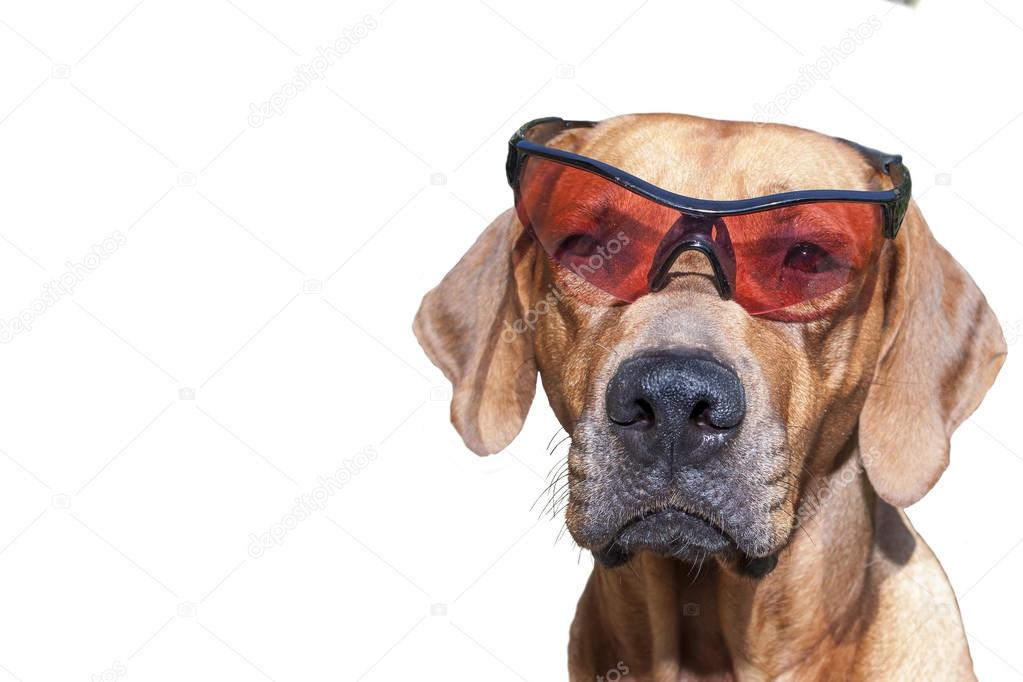 Rhodesian ridgeback with sunglasses, detail, funny photo, Isolated on white