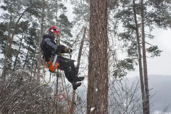 Boomkweker zaagmachines hout kettingzaag op het hoogtepunt in een sneeuwstorm, gevaarlijke werken — Stockfoto