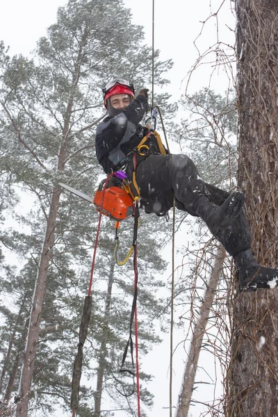 Arborista aserrando motosierra de madera a la altura de una tormenta de nieve, trabajo peligroso — Foto de Stock