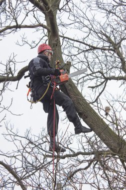 Tehlikeli bir ceviz ağacı kesmek için testere kullanarak bir arborist çalışmak