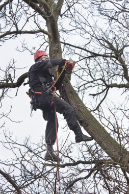 Tehlikeli bir ceviz ağacı kesmek için testere kullanarak bir arborist çalışmak