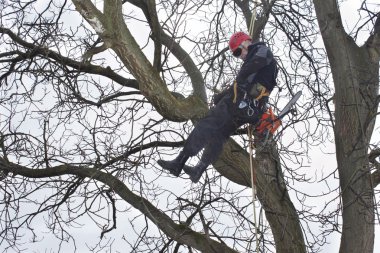 Tehlikeli bir ceviz ağacı kesmek için testere kullanarak bir arborist çalışmak