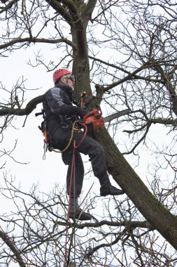 Tehlikeli bir ceviz ağacı kesmek için testere kullanarak bir arborist çalışmak